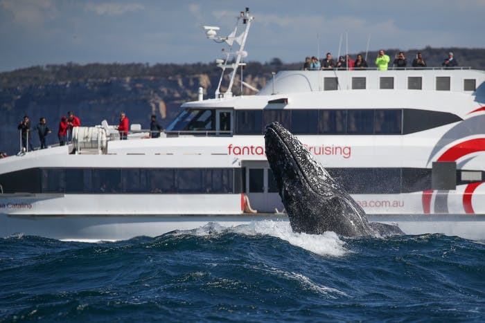 Whale Watching Sydney Central Coast Cruise | Short Breaks Australia